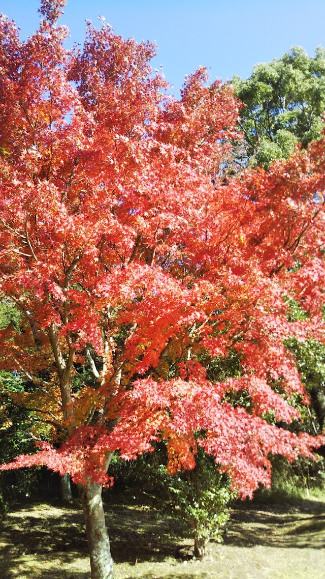 青山台ゴルフ倶楽部 - Photo 5