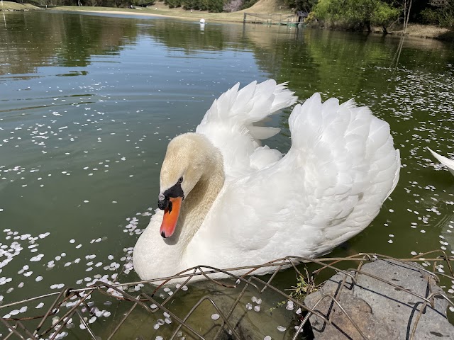 飛鳥カンツリー倶楽部 - Photo 6