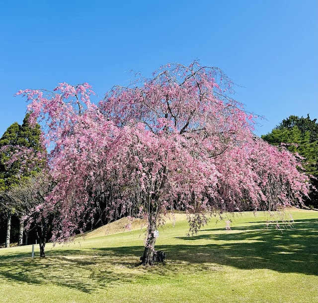 大富士ゴルフクラブ - Photo 5