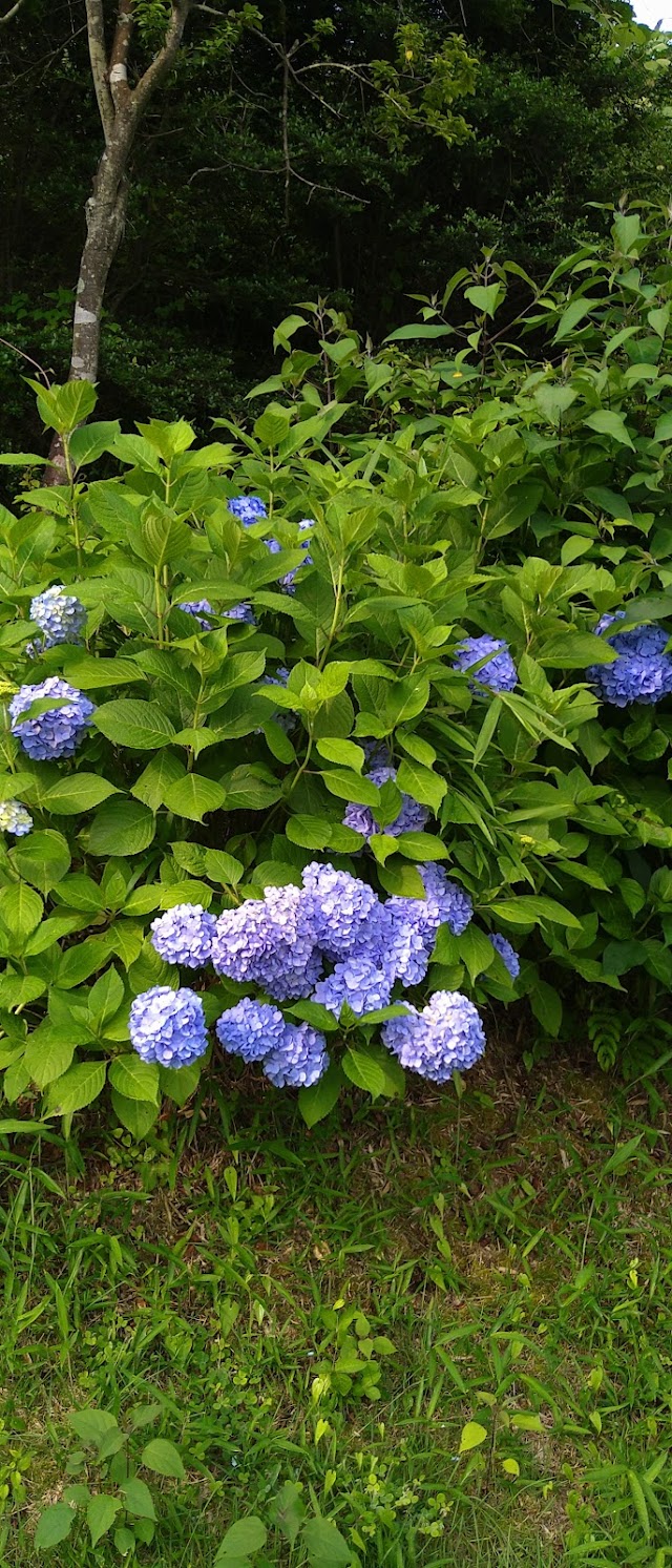 エクセレントゴルフクラブみたけ花トピアコース - Photo 2