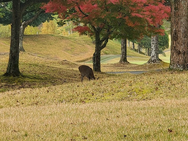 福知山カントリー倶楽部 - Photo 7