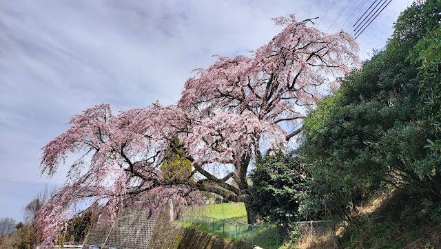 花吉野カンツリー倶楽部 - Photo 6