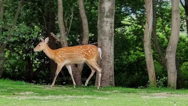 飯能パークカントリークラブ - Photo 3