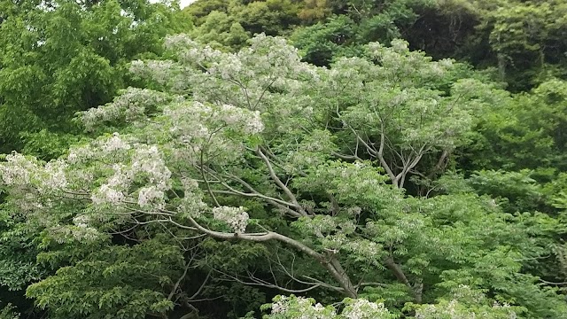 壱岐カントリー倶楽部 - Photo 8