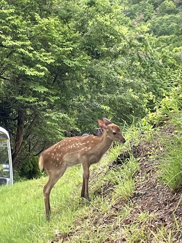 猪名川国際カントリークラブ - Photo 4