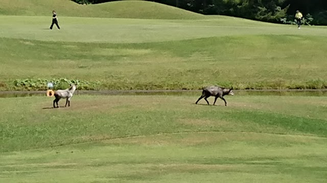 岩手沼宮内カントリークラブ - Photo 3