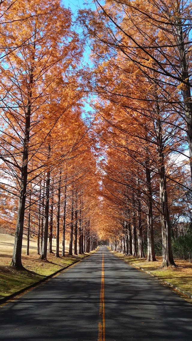 泉国際ゴルフ倶楽部 - Photo 6