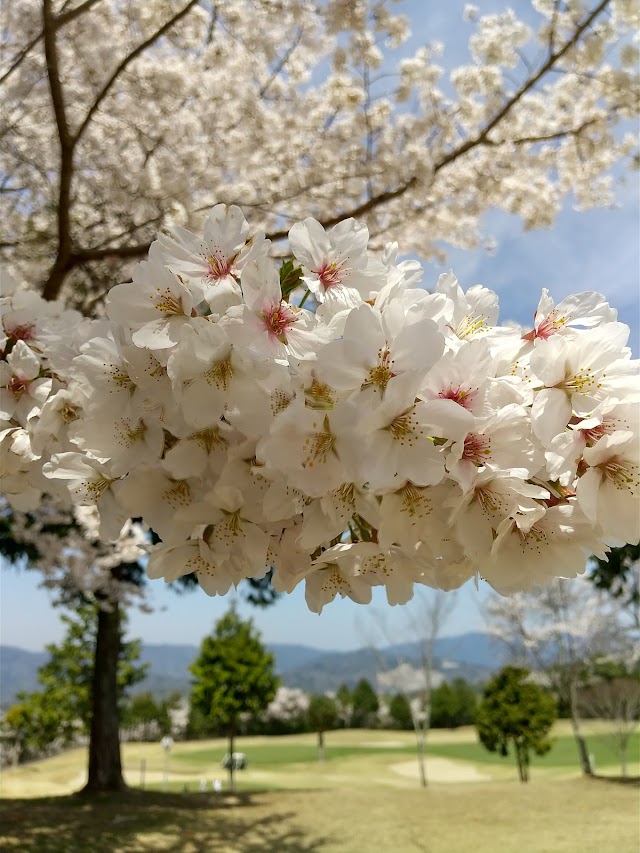 加茂カントリークラブ - Photo 7