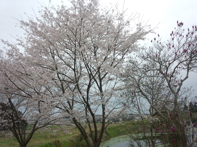 熊本益城カントリー倶楽部 - Photo 5