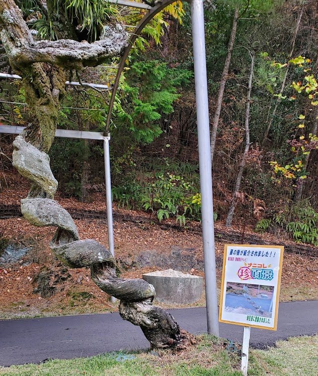 松山ゴルフ倶楽部　川内コース - Photo 6