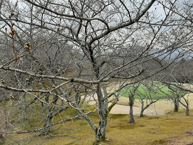 宮島志和カンツリー倶楽部 - Photo 1