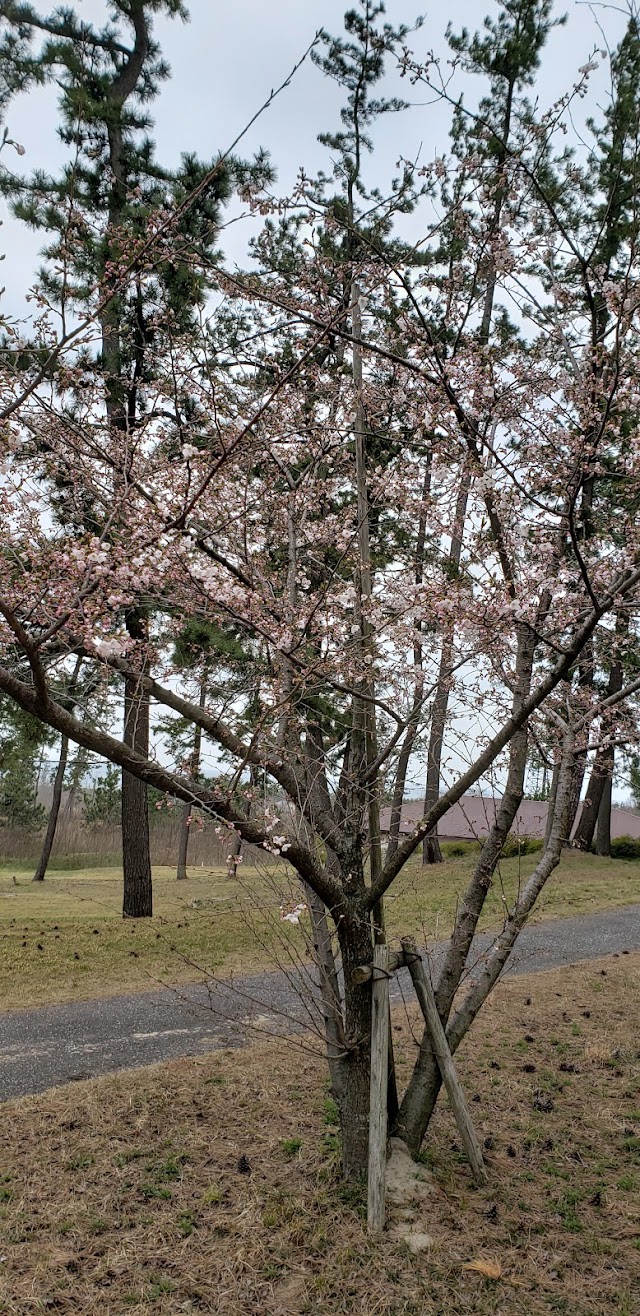 能登カントリークラブ - Photo 6