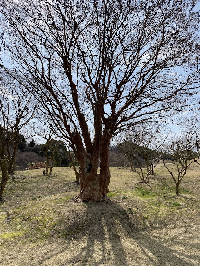 奥道後ゴルフクラブ - Photo 9