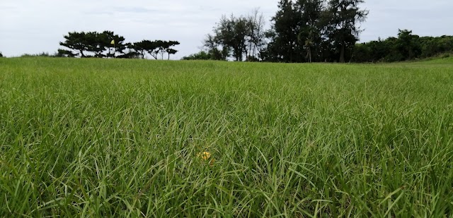 サシバリンクス伊良部 - Photo 6