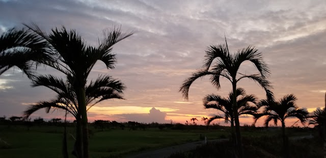 サシバリンクス伊良部 - Photo 3