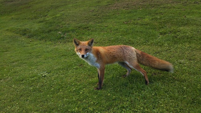 新千歳カントリークラブ - Photo 3
