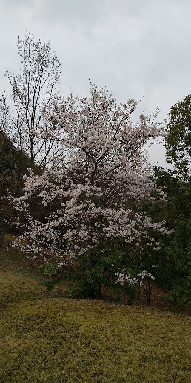 新市クラシックゴルフクラブ - Photo 7
