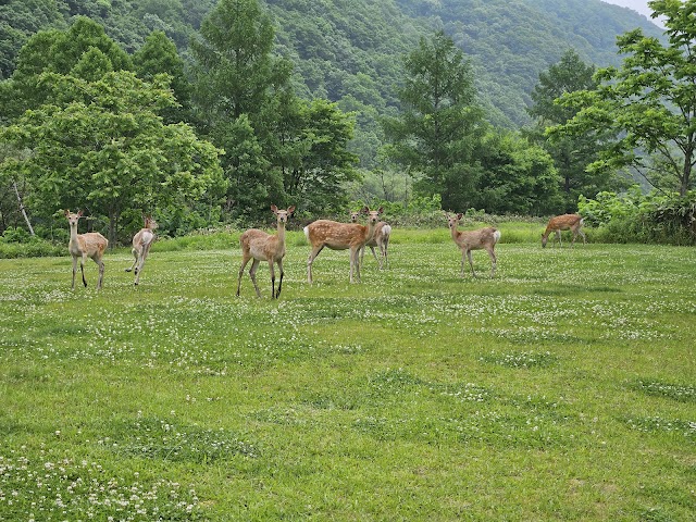 空知川ラベンダーの森ゴルフコース - Photo 3