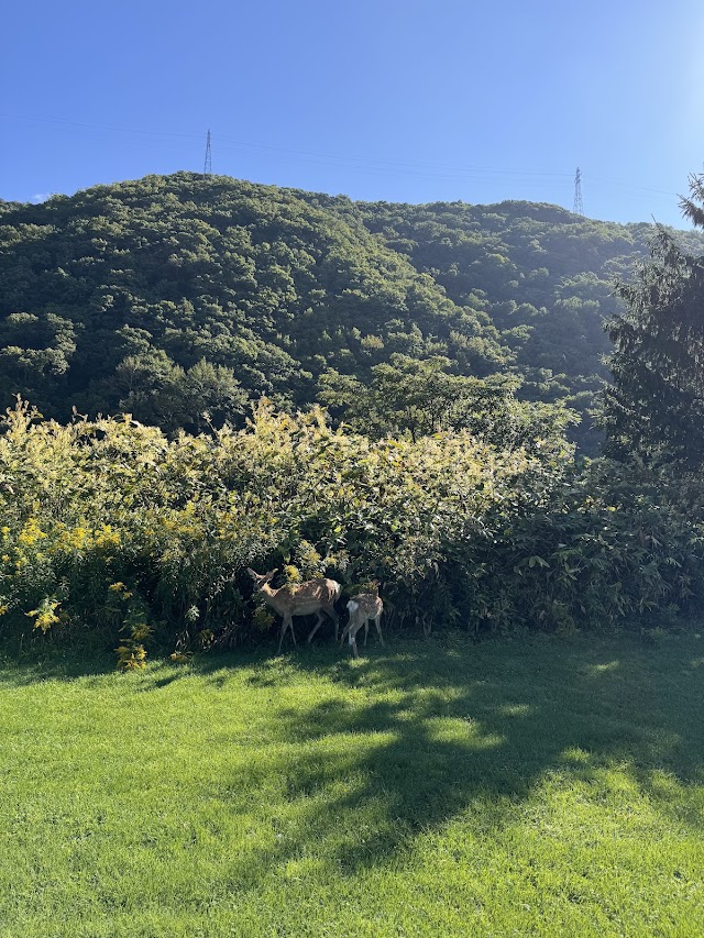 空知川ラベンダーの森ゴルフコース - Photo 9