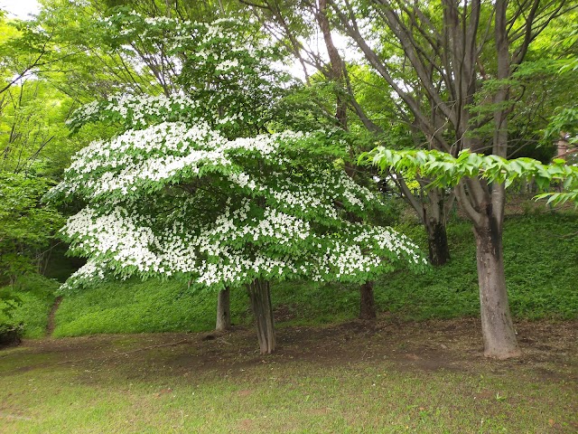 多摩カントリークラブ - Photo 3