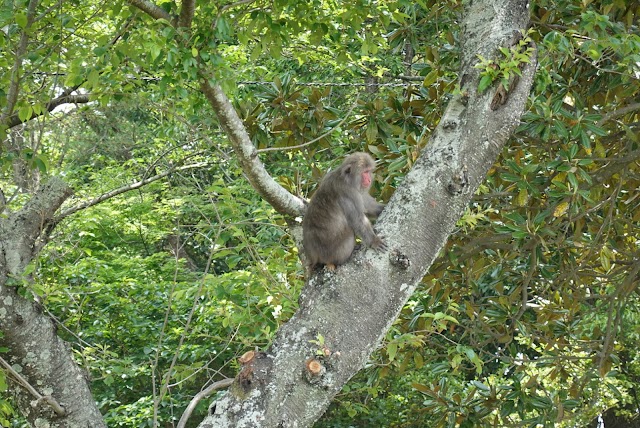東海カントリークラブ　豊川コース - Photo 5