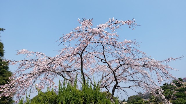 宇治カントリークラブ - Photo 7