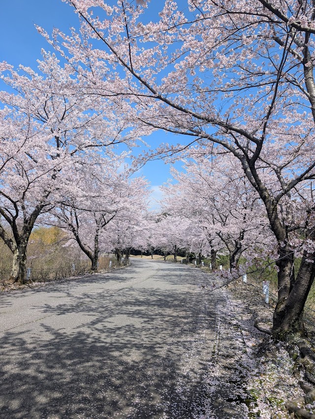 山代ゴルフ倶楽部 - Photo 5